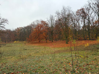 foto vom morgenspauiergang: es sieht sehr herbstlich aus und das laub bildet orangene laubteppiche unter den b&auml;umen.