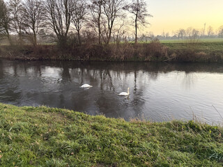 foto der rur mit zwei schwänen in der mitte des fluss. einer der schäne hat seinen kopf unter wasser