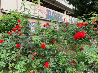 das bild zeigt verwilderte rote rosen vorm parkhaus in der n&auml;he vom s-bahnhof wedding