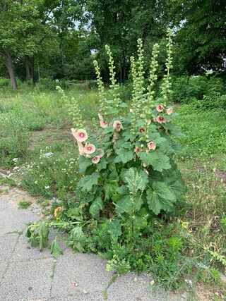 das bild zeigt ganz sch&ouml;ne bl&uuml;ten die aus einem beikraut am und im gehweg spriessen
