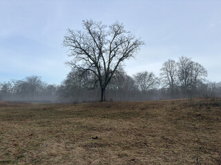 foto eines baum an der bürgerwiese in den rehbergen. der boden ist braun, am horizont wabbert nebel, der himmerl ist klar und der baum kahl