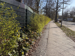 grün blühende hecke am eingang des strandband plötzensee