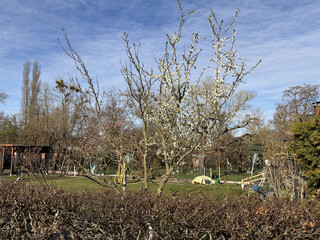 gelb blühender strauch in einer gartensiedlung in den rehbergen