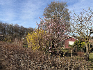 gelb / rosa blühende büsche in einer gartensiedlung in den rehbergen