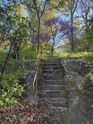 violetter strauch (möglicherweise ein judasbaum) am schiffahrtskanal, davor eine steinerne treppe