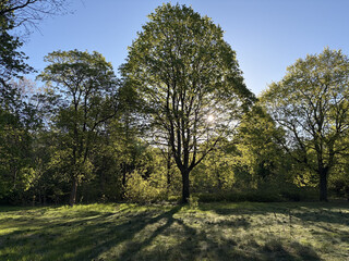 baum in den rehbergen im gegenlicht — ob bäume auch intuition haben?