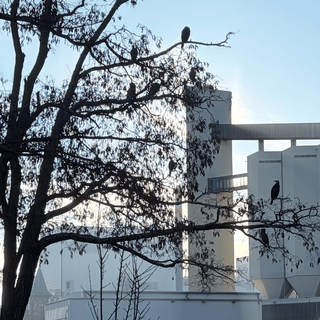 vergrössertes bild von mehreren kormoranen auf einem baum am berlin-spandauer-schifffahrtskanal