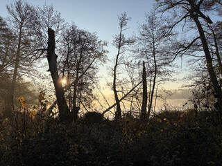 bild vom sonnenaufgang durch ein paar bäume und baumstümpfe am summter see