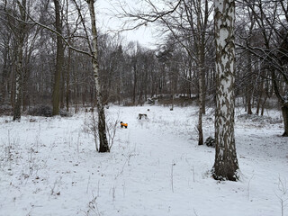 foto aus dem goethepark, man sieht kahle, dunkle bäume und etwas neuschnee, der den boden komplett bedeckt. im hintergrund sieht man frida stehen und eine treppenanlage. insgesamt ist die stimmung sehr grau.