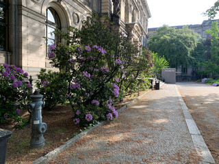bidl von bl&uuml;henden b&uuml;schen am naturkundemuseum. die bl&uuml;ten sehen mit zusammengekniffenen augen leicht &bdquo;antik&ldquo; aus.