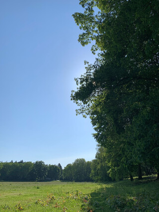 bild aufgenommen am rand der catcherwiese in den rehbergen: man sieht ein blaues rechteck himmel und rechtwinkling angeordnet gr&uuml;ne &bdquo;streifen&ldquo;