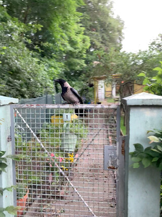 eine kr&auml;he die auf einem gartentor sitzt w&auml;hrend ich an ihr vorbeigehe. sie ist gleichzeitigg neugierig und vorsichtig und jederzeit bereit nach hinten wegzufliegen
