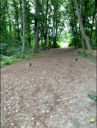 zwei kr&auml;hen folgen mir und frida zu fuss auf einem weg in den rehbergen