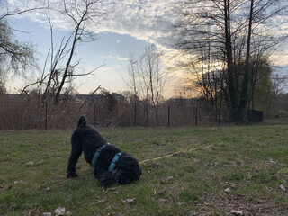 frida, unser hund, kaut in den rehbergen auf ihrem ball. im hintergrund ein sch&ouml;ner hintergrund aus wolken und aufgehender sonne