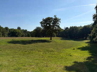 the baum