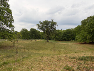 the baum