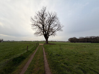 adams linde in karken