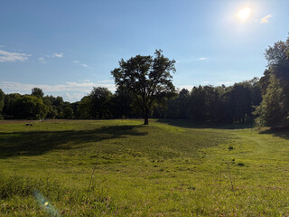 the baum