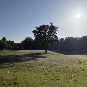 the baum