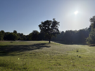 the baum