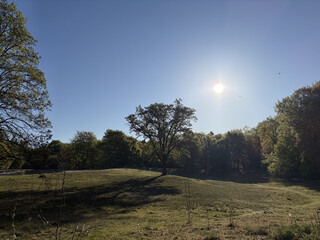 the baum