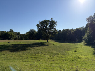 the baum