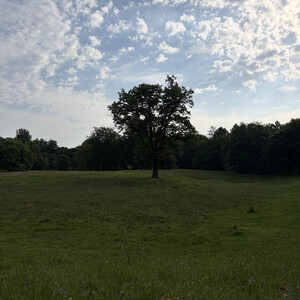 the baum