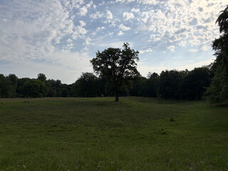 the baum