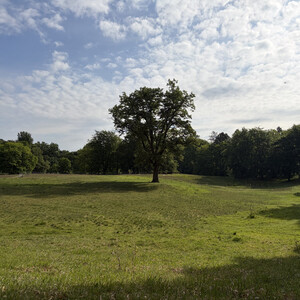 the baum