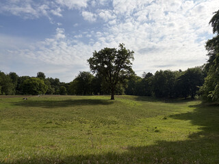the baum