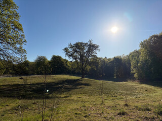 the baum