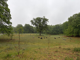 the baum