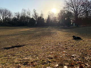 foto vom goethepark, die wiese ist gelb-ocker und teilweise mit laub bedeckt, im hintergrund, durch eine kahle baumreihe, srahlt di emorgensonne
