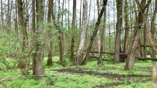 sehr schön der löwenzahnpfad um die schönerlinder teiche bei mühlenbeck. das erste video ist ein bisschen …