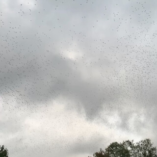 gestern in oelde: vogelwolken vor wolken-wolken vorgestern: frida und ix in gangelt
