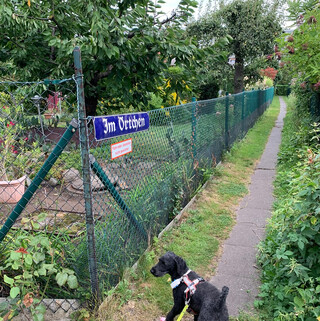 foto eines strassenschildes in einer gartensiedlung auf dem steht &bdquo;im &ouml;rtchen&ldquo;. dadrunter ein schild mit der aufschrift &bdquo;fahrr&auml;der abstellen nicht gestattet&ldquo;. auf diesem bild sieht man auch frida, unseren pudel.