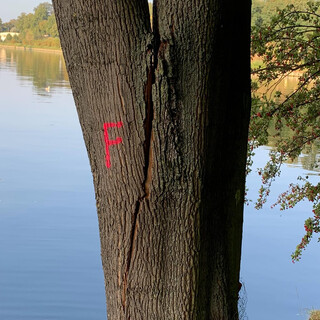 bild eines lebenden baumstamms am kanal gegen&uuml;ber dem behala-gel&auml;nde der gespalten ist und mit einem F markiert ist.