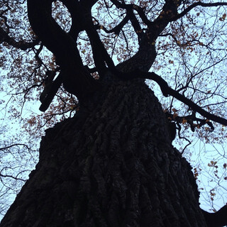 Photo by felix schwenzel in Schlosspark Niedersch&ouml;nhausen. Keine Fotobeschreibung verf&uuml;gbar..